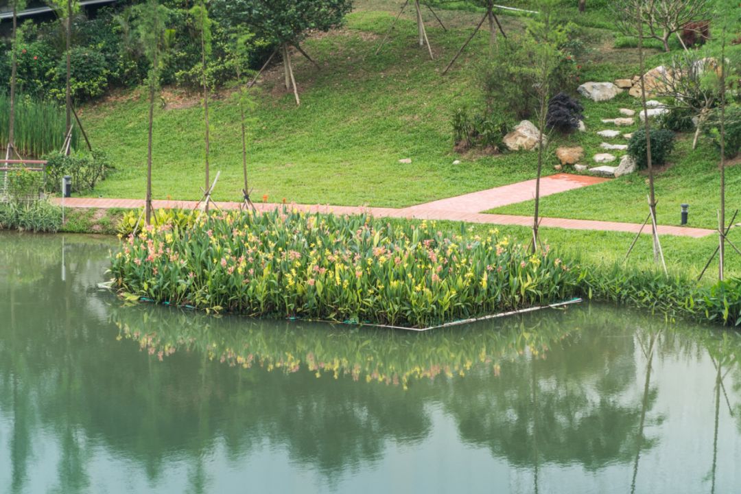 清远飞来峡海绵公园生态浮床.jpg