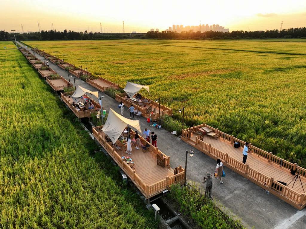 用景观振兴乡村丨稻田景观设计